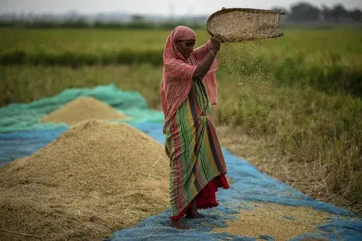 A farmer drops rice crop while working in a paddy field on the outskirts of Guwahati, India, on June 6, 2023. Global prices for food commodities like rice and vegetable oil have risen for the first time in months after Russia pulled out of a wartime agreement allowing Ukraine to ship grain to the world and India restricted some of its rice exports, the U.N. Food and Agriculture Organization said Friday Aug. 4, 2023. (AP Photo/Anupam Nath, File)