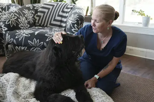 Dr. Lisa Walling greets her 13-year-old hospice patient, Rugby, a Newfoundland, in the dog's home in Bedford, N.Y., on Tuesday, May 7, 2024. As an end-of-life care veterinarian, Walling considers both pet and owner to be her patients. She’s there to make sure animals are as comfortable as possible in their final days, and help humans through the difficult decision of knowing when it’s time to say good-bye. At a later visit, after Rugby had deteriorated further, she euthanized her surrounded 