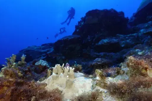 Bleached coral is visible at the Flower Garden Banks National Marine Sanctuary, off the coast of Galveston, Texas, in the Gulf of Mexico, Sept. 16, 2023. (AP Photo/LM Otero, File)