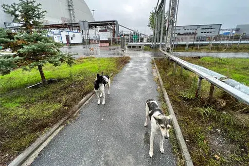 This photo taken by Timothy Mousseau shows dogs in the Chernobyl area of Ukraine on Oct. 3, 2022. More than 35 years after the world's worst nuclear accident, the dogs of Chernobyl roam among decaying, abandoned buildings in and around the closed plant – somehow still able to find food, breed and survive.(Timothy Mousseau via AP)
