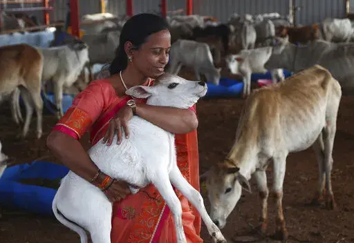 A woman carries a calf during the inauguration of Jeeyar Swami Dhyan Foundation Gaushala, a cow shelter, on the outskirts of Hyderabad, India, Saturday, Nov. 6, 2021. India’s government on Friday withdrew its appeal to citizens to mark Valentine’s Day next week not as a celebration of romance but as “Cow Hug Day” to better promote Hindu values. The decision attracted widespread criticism from political rivals and on social media. (AP Photo/Mahesh Kumar A., File)