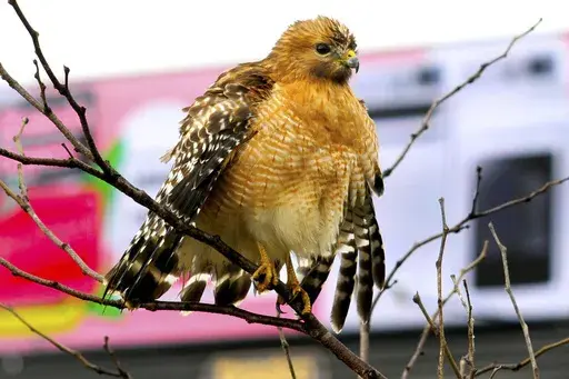 A red-shouldered hawk fluffs up it's feathers and spreads wings to facilitate drying after a thunderstorm in Chattanooga, Tenn., on Dec. 31, 2021. On April 6, 2023, the New Jersey Department of Environmental Protection issued a violation notice against one of its own sub-divisions accusing it of wrongly clearing 15 acres of a wildlife management area in southwestern New Jersey. The work was designed to create habitat for the American woodcock, but wound up destroying habitat for the barred owl, 