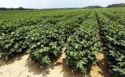 Young cotton plants cover acres on a farm in Bolton, Miss., July 13, 2018. The U.S. Labor Department announced Wednesday, June 28, 2023, that it had completed an investigation that found 44 Mississippi farms exploited Black workers in the state by paying higher wages to immigrants. (AP Photo/Rogelio V. Solis, File)