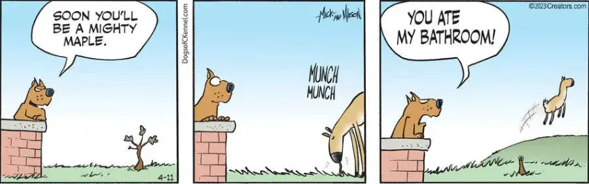 Dogs of C-Kennel for Apr 11, 2023