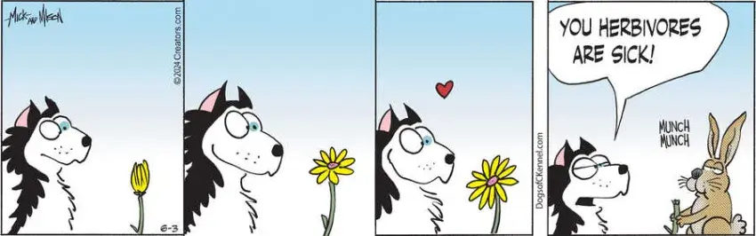 Dogs of C-Kennel for Jun 03, 2024