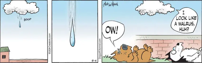 Dogs of C-Kennel for Jun 04, 2024