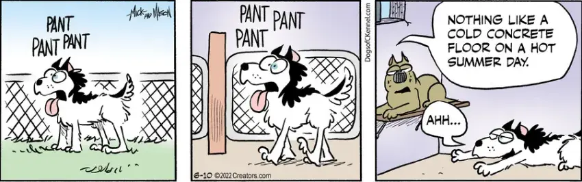 Dogs of C-Kennel for Jun 10, 2022