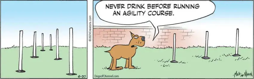 Dogs of C-Kennel for Jun 20, 2023
