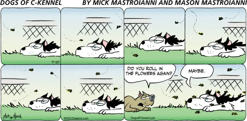 Dogs of C-Kennel for Jul 10, 2022