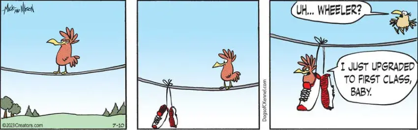 Dogs of C-Kennel for Jul 10, 2023