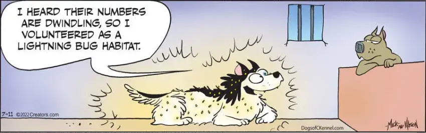 Dogs of C-Kennel for Jul 11, 2022