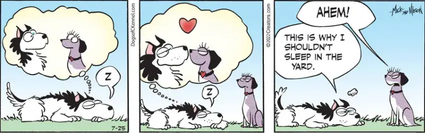 Dogs of C-Kennel for Jul 25, 2022