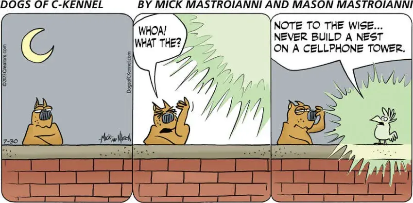 Dogs of C-Kennel for Jul 30, 2023