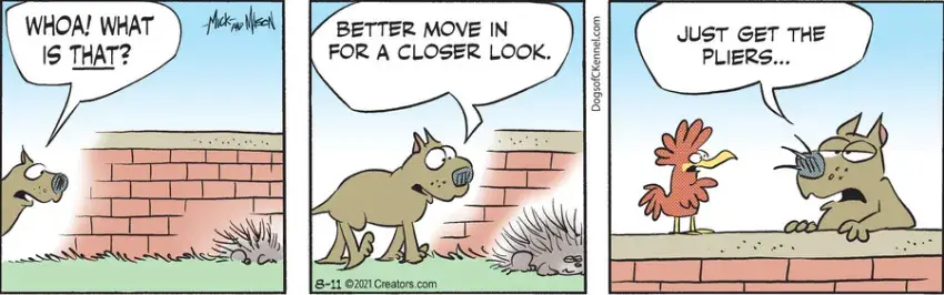 Dogs of C-Kennel for Aug 11, 2021
