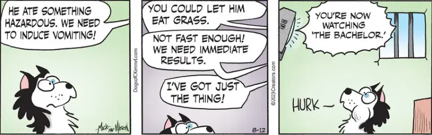 Dogs of C-Kennel for Aug 12, 2023