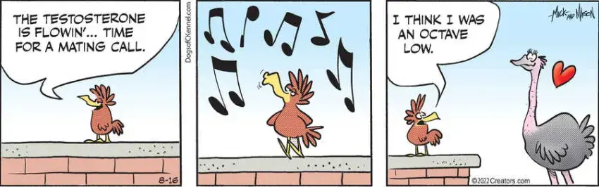 Dogs of C-Kennel for Aug 16, 2022