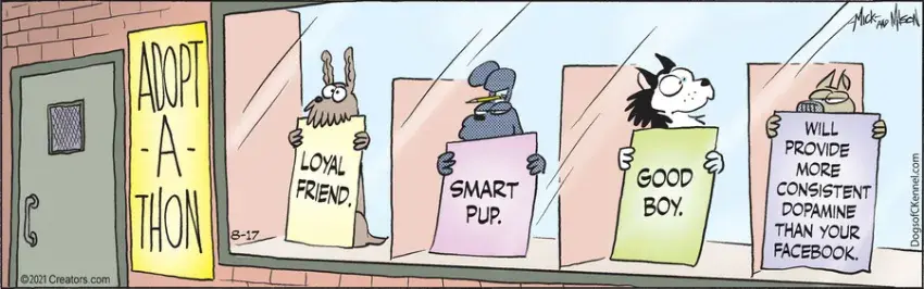 Dogs of C-Kennel for Aug 17, 2021