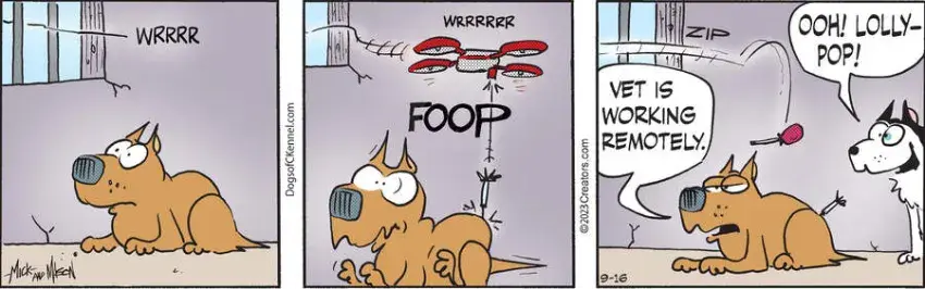 Dogs of C-Kennel for Sep 16, 2023