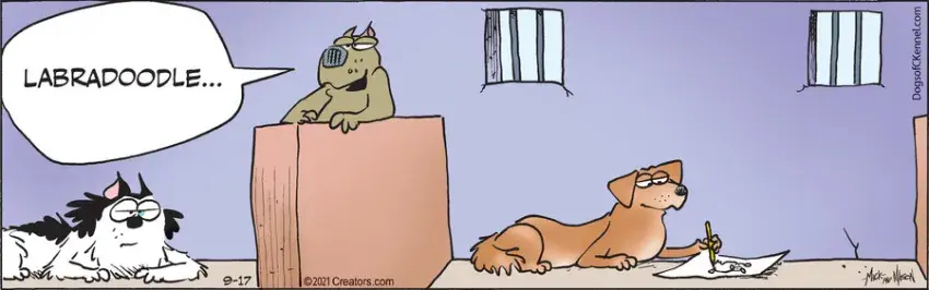 Dogs of C-Kennel for Sep 17, 2021