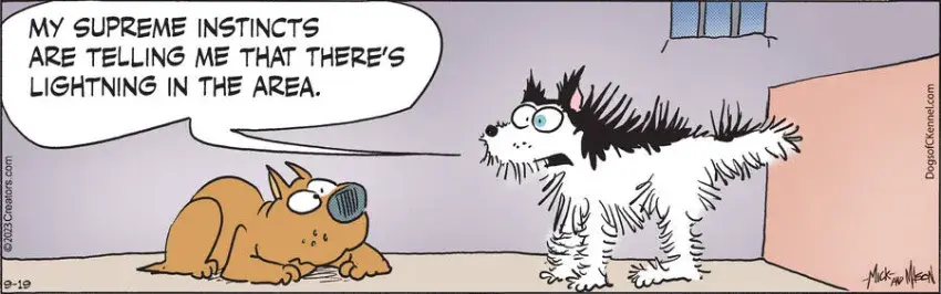 Dogs of C-Kennel for Sep 19, 2023