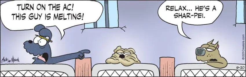 Dogs of C-Kennel for Sep 20, 2021