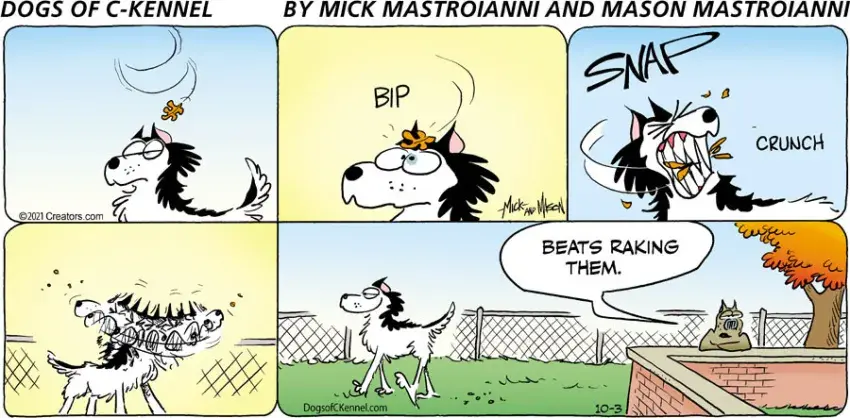 Dogs of C-Kennel for Oct 03, 2021