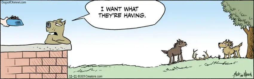 Dogs of C-Kennel for Nov 11, 2021