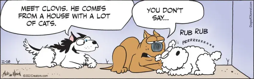 Dogs of C-Kennel for Nov 16, 2022