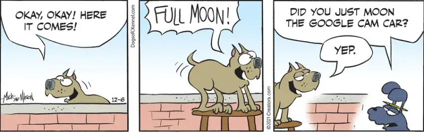 Dogs of C-Kennel for Dec 06, 2021