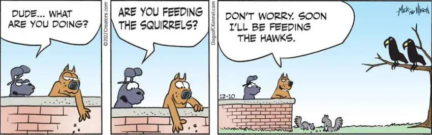 Dogs of C-Kennel for Dec 10, 2022